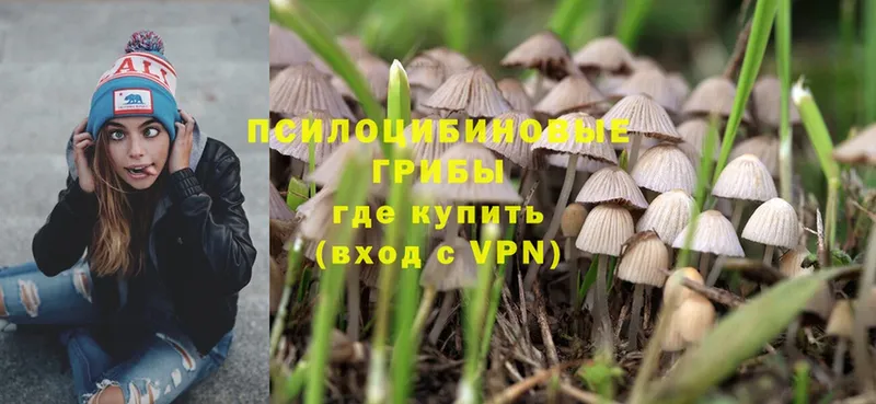 где можно купить наркотик  Камышлов  Псилоцибиновые грибы Psilocybe 